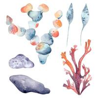 Seaweeds, kelp and stones in colorful pink and blue watercolor. Aquatic plants illustration painting in a ruby red and dusty blues. Abstract ocean flora of underwater world hand drawn clipart. vector