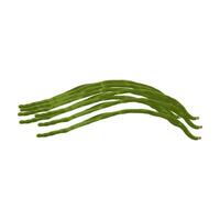 Editable illustration of long bean vegetable vector