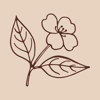 Flower of jasmine. Hand drawn illustration in outline style. vector