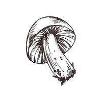 Russula mushroom with stems and bits of earth on them. Line art graphic hand drawn brown ink monochrome. Isolated EPS element illustration vector