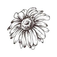 Autumn garden flowers rudbeckia single object. Line art graphic hand drawn brown ink monochrome. Isolated EPS element illustration vector