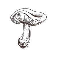 Russula mushroom with stems and bits of earth on them. Line art graphic hand drawn brown ink monochrome. Isolated EPS element illustration vector