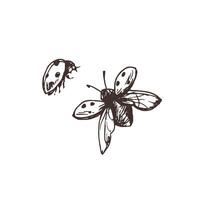 Ladybug with speckles flying with spread wings and wing pads three-quarter view. Line art graphic hand drawn brown ink monochrome. Set of isolated EPS elements illustration vector