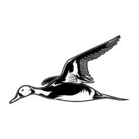 pintail duck is flying in the sky with its eyes looking down hunting logo illustration vector