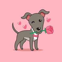 Cartoon character greyhound dog with rose in mouth for valentine vector
