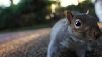 Close Up of Squirrel in London Park with Person in Background video