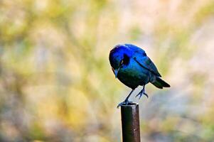 Cape glossy starling on a metal pipe of a braai grid photo