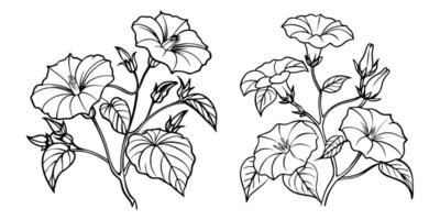 Morning Glory flower outline coloring book page line art drawing illustration for children and adults vector