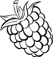 outline raspberry doodle berry vector