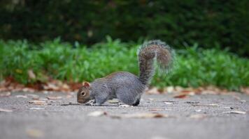Close Up of Squirrel in Motion in a London Park Setting video