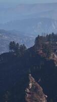Beautiful pine trees on background high mountains of Carpathians video