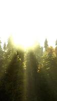 hillside with coniferous forest among the fog on a meadow in mountains video