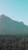 Beautiful sunset view in cedar forest in front of sayan mountain range video
