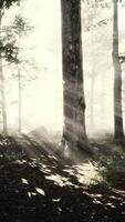 sunlight in the green forest in fog at spring time video
