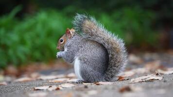 Close Up of Squirrel on Leaf Covered Path in London Park video