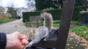 Close Up Interaction with Squirrel on Bench in London Park video