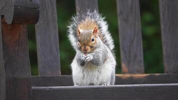 Close Up of Squirrel on Bench in London Park with Lush Greenery video