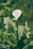 A white calla flower on a green unfocused leaf background highlights its elegant curves and soft texture. With space to copy photo