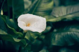 A single white calla lily on a dark green background of leaves highlights its elegant curves and soft texture. With space to copy photo