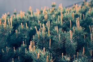 Branches of a creeping pine close-up. Background texture of fluffy tree branches. The concept of Christmas wallpaper. Festive background and nature. Place to copy the site photo