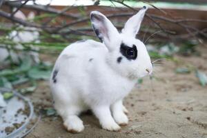 Close-up of a white rabbit with a black eye sitting behind a fence in an open-air enclosure at the zoo. A rabbit with space to copy photo