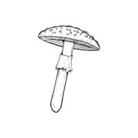 A drawing of a mushroom on a stick vector
