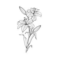 A drawing of a lily on a white background vector