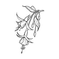 A drawing of a fuchsia flower vector