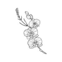 A drawing of orchids on a white background vector