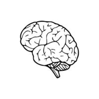 A drawing of a brain on a white background vector
