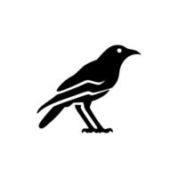 A black bird is standing on a white background vector