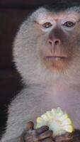 largo cola mono es sentado y comiendo el maíz. macacos en árbol ramas a ubud mono bosque santuario en ubud, bali Indonesia. exhibiendo sus natural comportamiento video