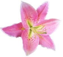 Pink lily flower isolated on white background photo