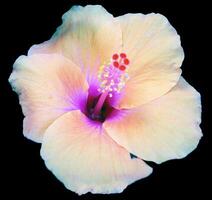 Hibiscus flower isolated on black background with clipping path. photo