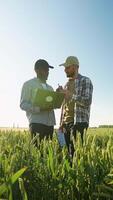 Two farmers stand in wheat stubble field, discuss harvest, crops. Vertical video