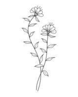 Hand drawn line art blooming flowers. Design for invitations, tattoos and backgrounds, botanical illustrations vector