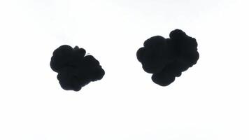 Black ink is dropping in water against a white background, creating abstract shapes as it dissolves video