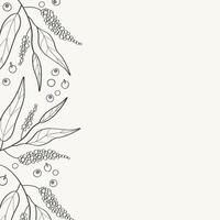 Border background with black allspice for text. Hand drawn card with sketch of pepper spice with branch, leaves and fruits of tropical tree Pimento officinalis. Food ingredient, health, aroma vector