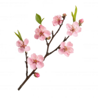 A delicate branch of cherry blossoms in full bloom, symbolizing spring and renewal. png