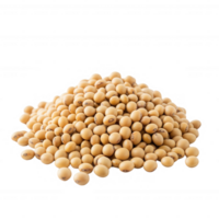 A close-up view of a pile of yellow soybeans on a white background. png