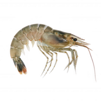 Close-up view of a fresh shrimp, showcasing its detail and vibrant color. png