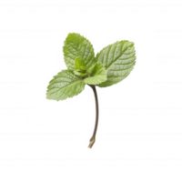 Fresh mint leaf on a simple background, ideal for culinary or wellness contexts. png