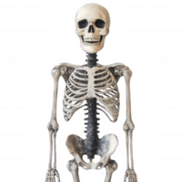 Realistic human skeleton model displayed in an educational setting. png