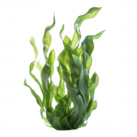 Vibrant green aquatic plants swaying gently, creating a serene underwater atmosphere. png