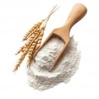 Fresh wheat flour with a wooden scoop and golden wheat stalks for baking and cooking. png