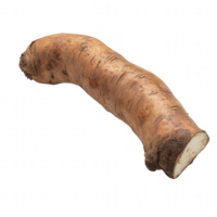 Fresh horseradish root with earthy texture and unique shape, perfect for culinary use. png
