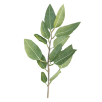 Fresh bay leaves arranged elegantly on a simple white background. png