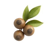Fresh sapodilla fruits with green leaves against a white background. png