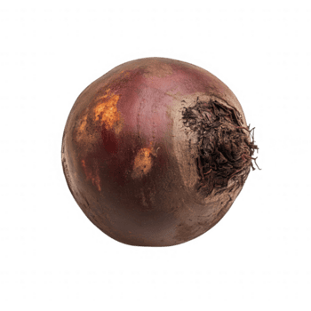 Fresco raíz de remolacha con Rico color y textura, Perfecto para sano recetas y ensaladas png
