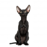 A sleek black cat with striking features, exuding elegance and charm. png